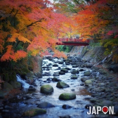 L’automne était encore bien présent à Shuzenji ce week-end !🍁🍂