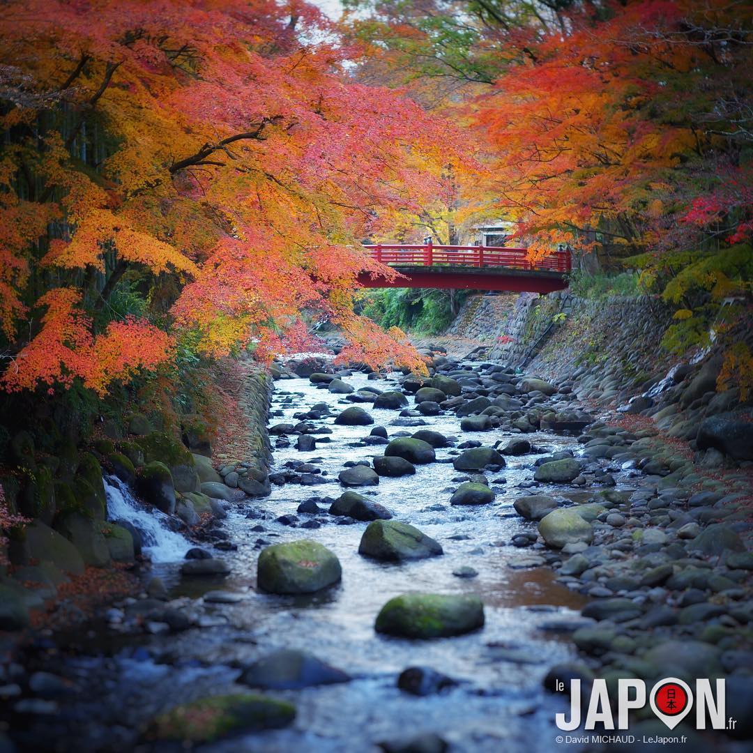 L'automne était encore bien présent à Shuzenji ce week-end !🍁🍂