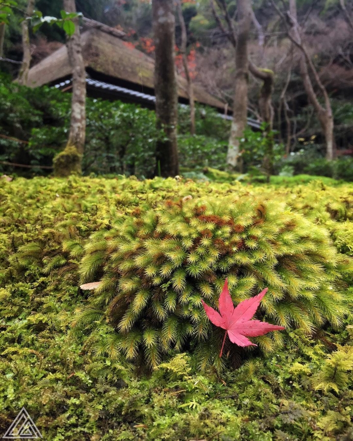 Balade à Kyoto aujourd’hui avec des voyageurs fidèles aux safaris photo. Pour info, cette photo a été prise avec un #iPhone 6. Nos balades vous apprennent déjà à faire des trucs chouettes avec vos smartphones, si c’est l’unique matériel que vous avez. Ne les sous-estimez pas :)