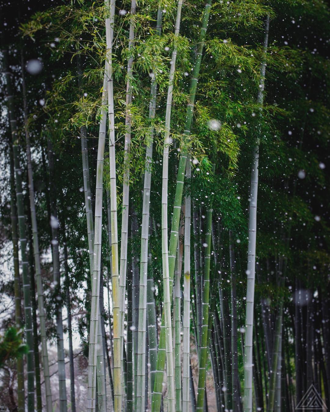Le bambou et la neige