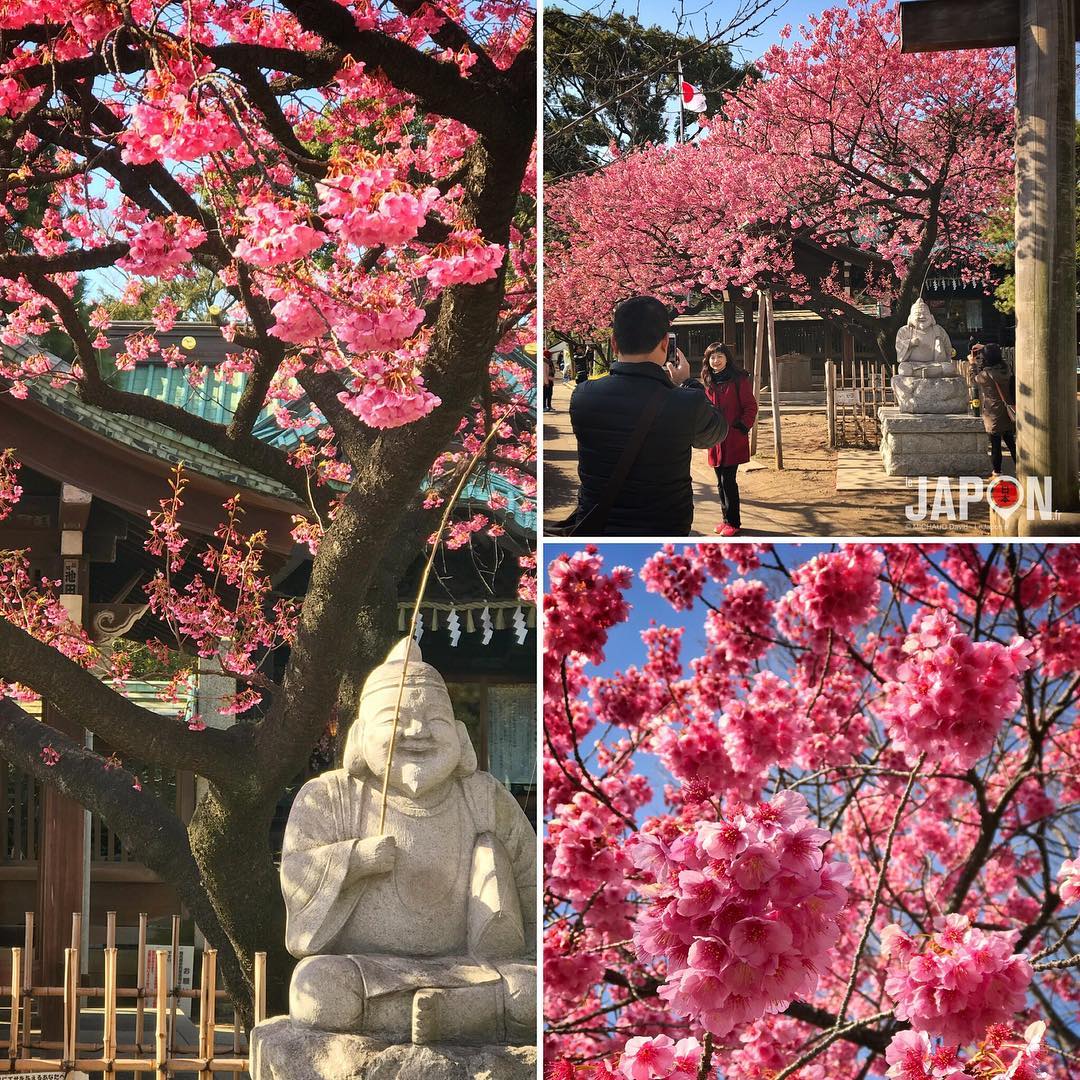 Aujourd'hui c'était le pic de floraison des pruniers à Tokyo ! #Tokyo #TokyoSafari