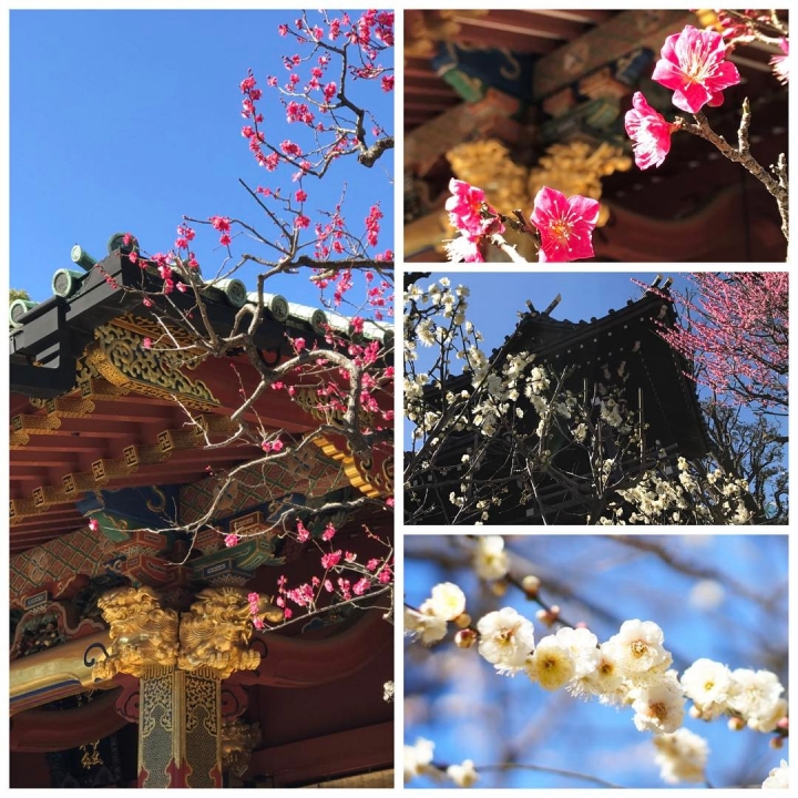 Les pruniers fleurissent à Tokyo ! ☀️🌸☀️🌸☀️🌸