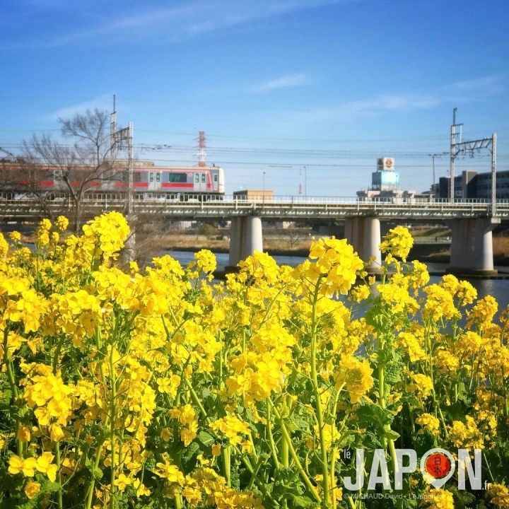 Désolé de ne pas avoir posté de photos du Japon depuis un moment… Je profite du printemps 😘☀️🌼🌼🌼