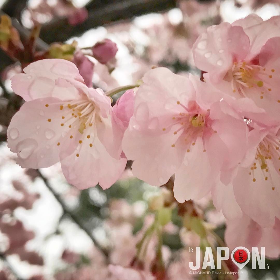 Daiken Sakura sous la pluie hier 🌸 ☔️ #sakura #tokyo
