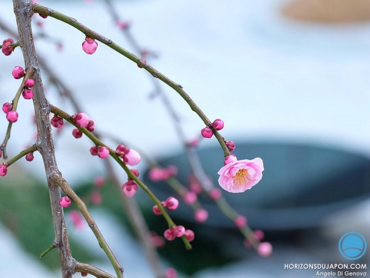 Toujours ému par l’ume #osakasafari #japonsafari