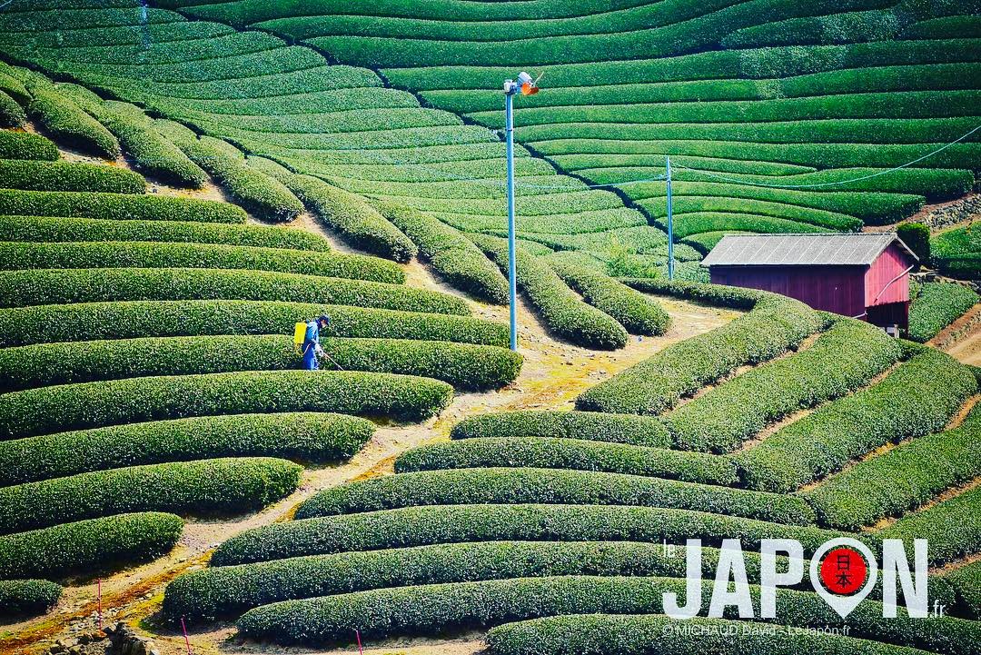 Champs de thé vert à Uji 🍃🍃🍃🍵 #Uji #Kyoto #JapanHeritage