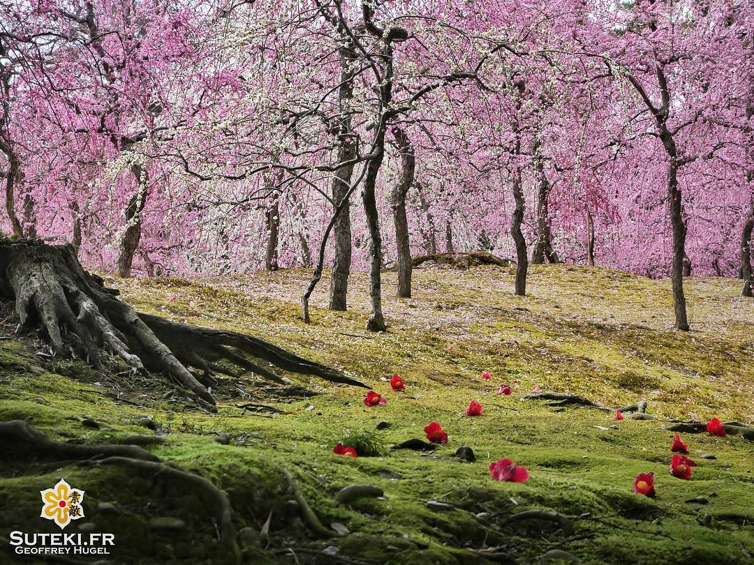 Le printemps est bien là :) #japon #kyoto #kyotosafari