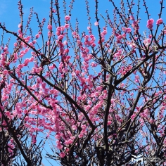 Dimanche Hiroshima Safari sous le soleil et les pruniers. Et vous ?