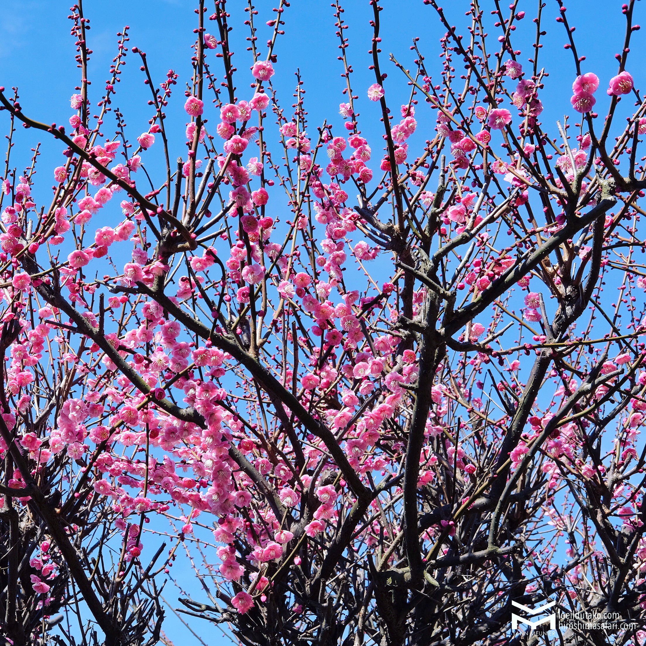 Dimanche Hiroshima Safari sous le soleil et les pruniers. Et vous ?