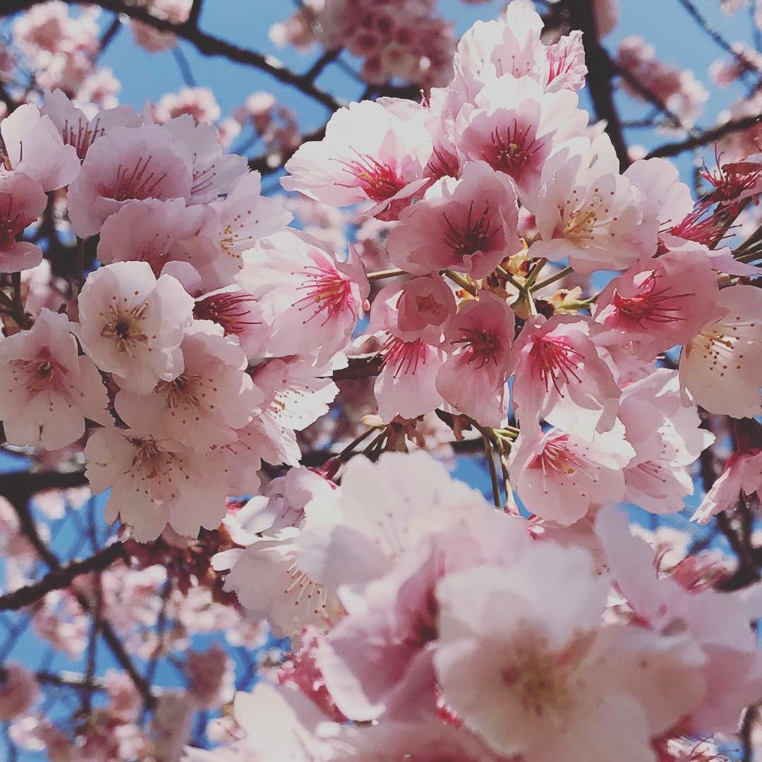 Sakura précoce aujourd'hui au parc Hibiya ! #sakura