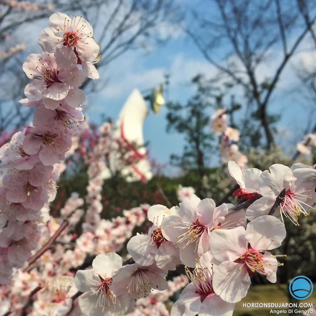 Une belle journée de printemps avec les Ume en fleur sous la Tour du Soleil d'Osaka #iPhone #japonsafari #osakasafari