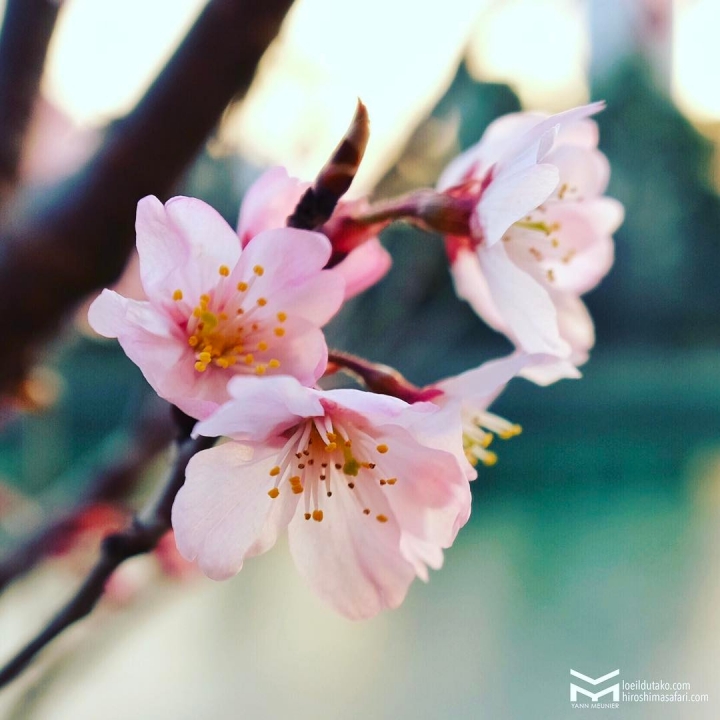 Des Sakura qui ont décidé de se pointer en avance.