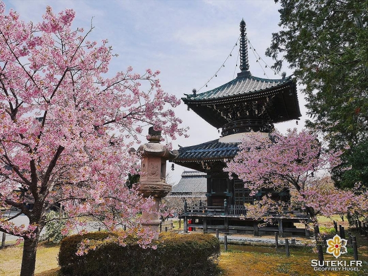 Cette fois c’est parti pour les sakura ! #japon #kyoto #sakura