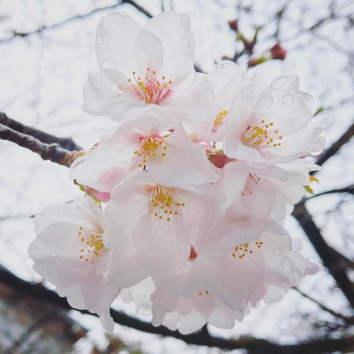 Pluie sur Sakura ! Cette semaine c’est la bonne pour Tokyo 🌸🌸🌸 #SakuraReport