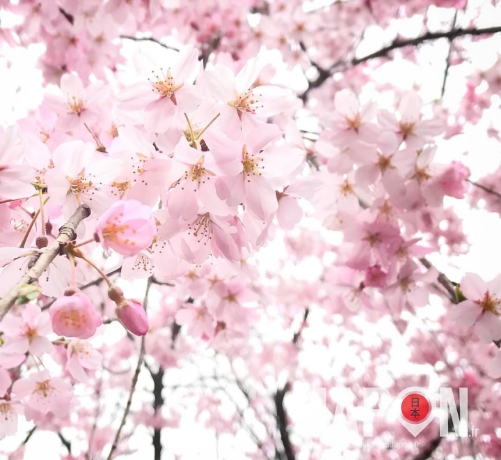 Let’s start Tokyo Sakura ! #Sakura 🌸🌞🌸🌞🌸