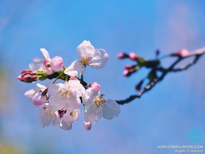 #SakuraReport Floraison très éparse sur Osaka mais le pic va sûrement arriver rapidement
