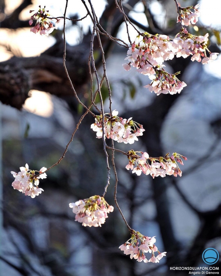 Sakura du jour 
#osakasafari