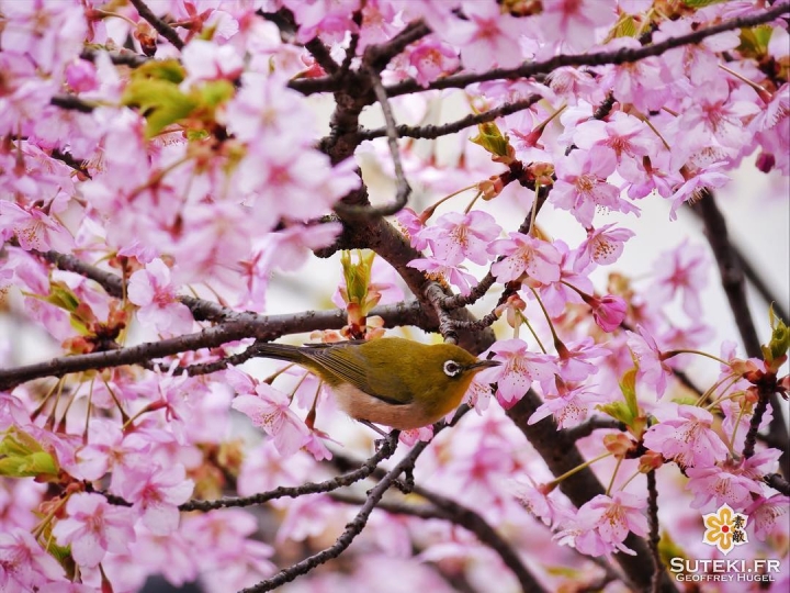 Les oiseaux savent aussi apprécier les sakura ! #japon #kyoto #kyotosafari