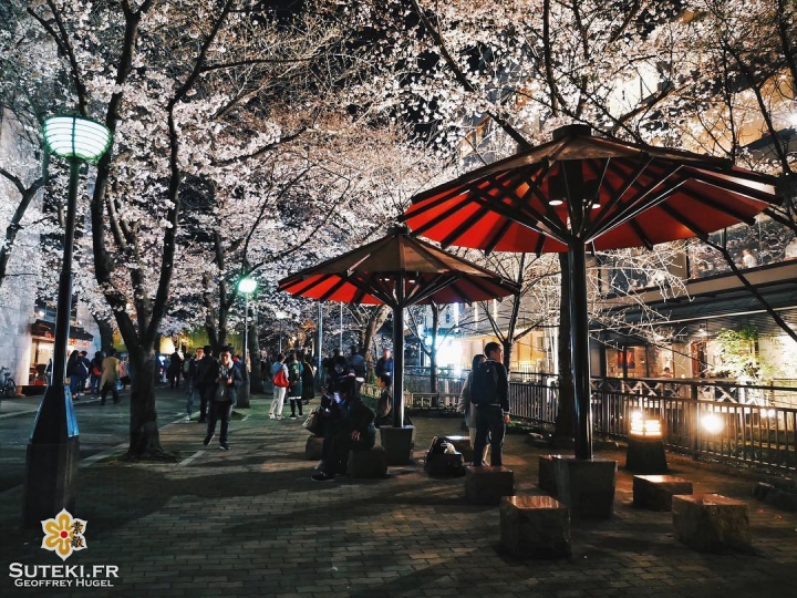On pourrait rester là toute la nuit #japon #kyoto #sakura