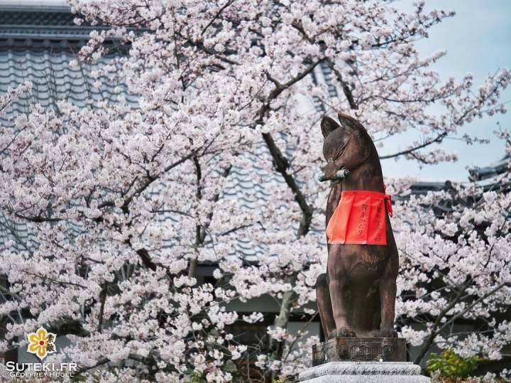 Kitsune bien entouré #japon #kyoto #sakura