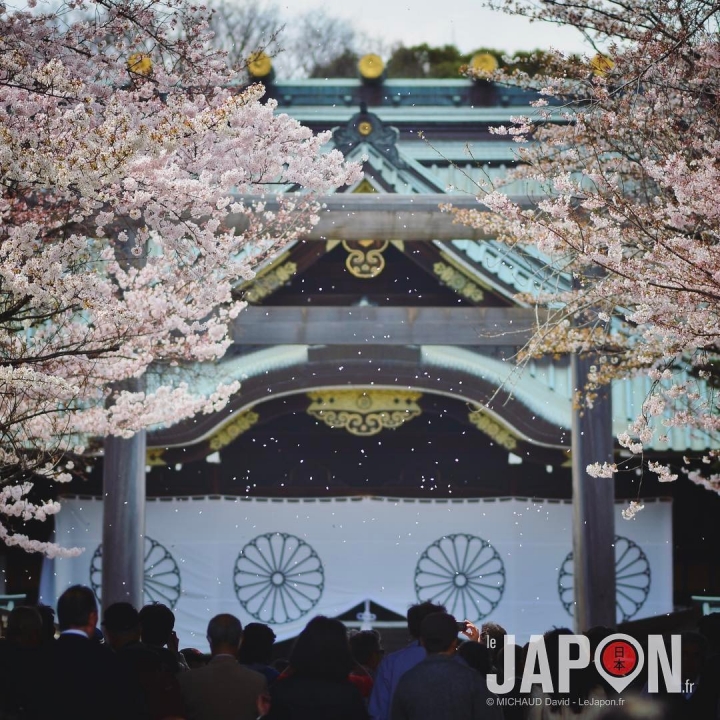Il neige des pétales de cerisiers, ce qui annonce la fin des Sakura 🌸🌸🌸 #Sakura #Tokyo