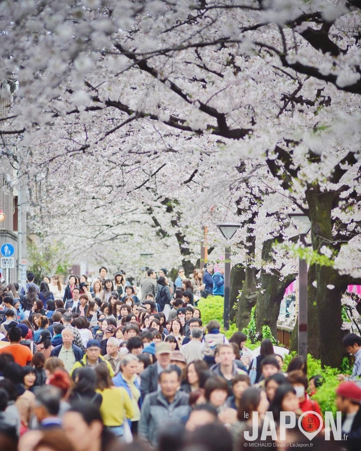 Sakura de Nakameguro 🌸🌸🌸 #nakameguro #sakura #Tokyo