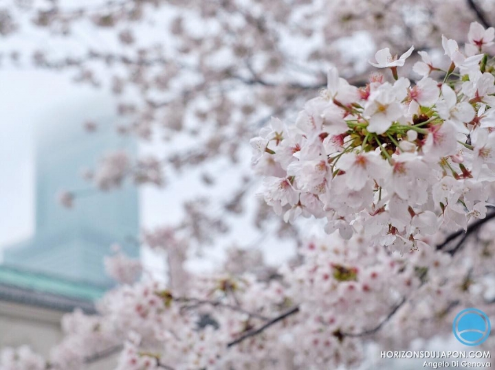 Aujourd’hui on a eu un ciel blanc comme les pétales de cerisiers #osakasafari #japonsafari