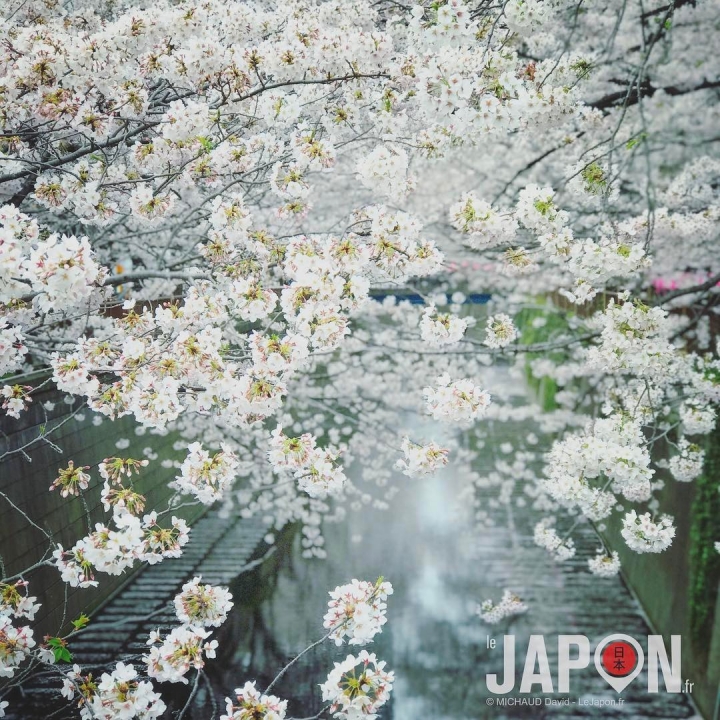 Nakameguro Sakura 🌸🌸🌸 #nakameguro #sakura #Tokyo