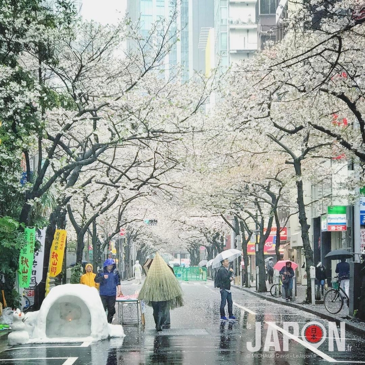 Il pleut il mouille… c’est la fin des Sakura… #Sakura #Tokyo