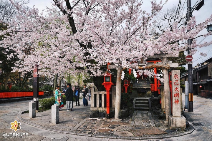 Les sakura de Gion #japon #kyoto