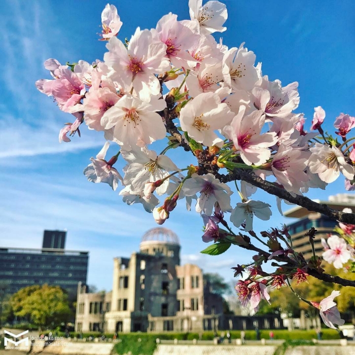On profite des Sakura encore fleuri