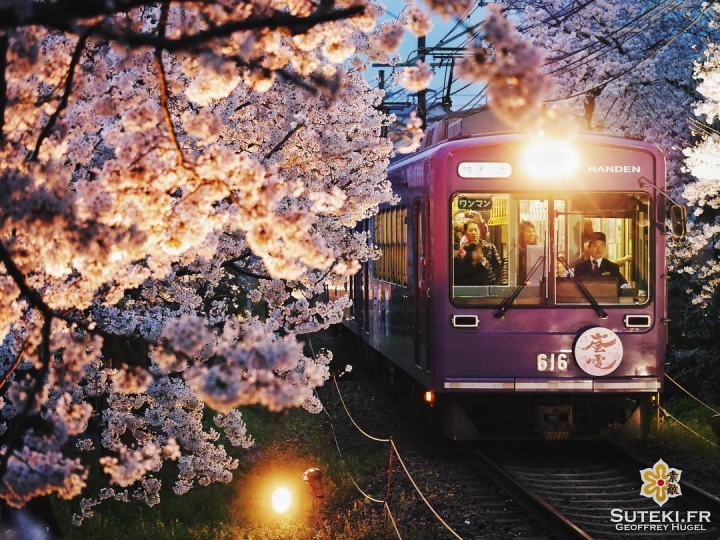 Les sakura se contemplent aussi du train #japon #kyoto