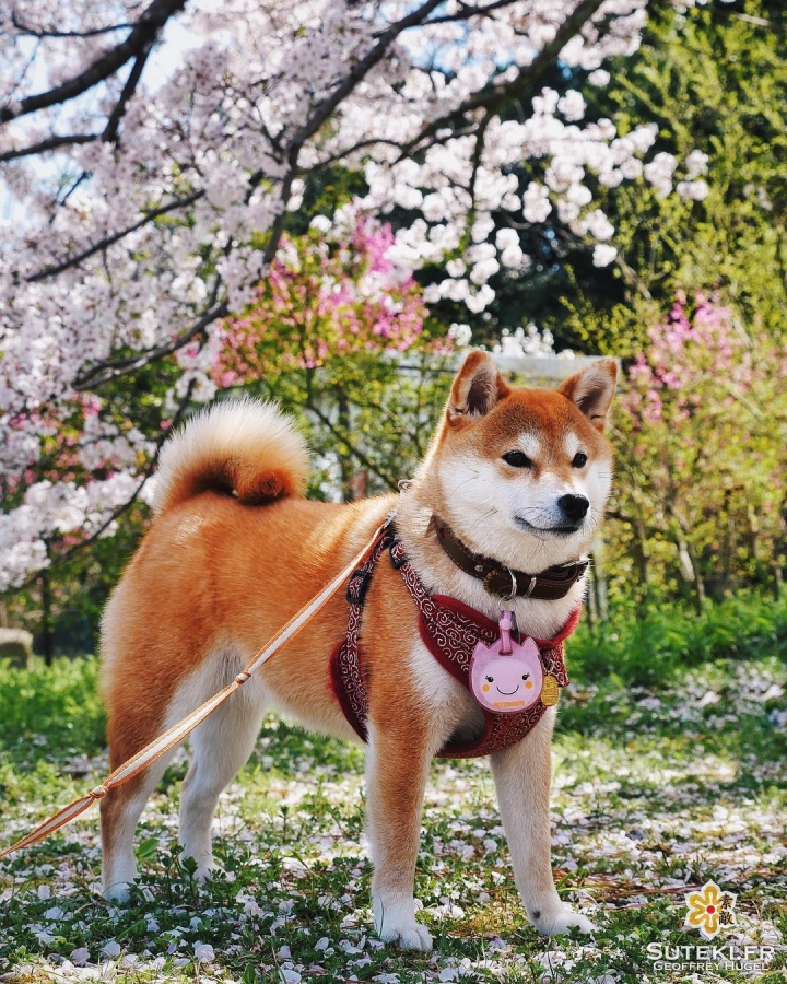 Sakura-inu #japon #kyoto #kyotosafari