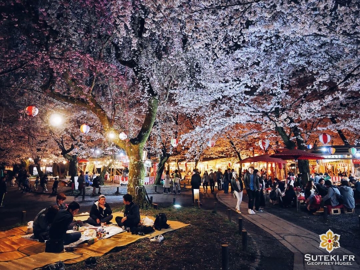 Le hanami est plus qu’une histoire de fleurs, c’est une atmosphère unique #japon #kyoto