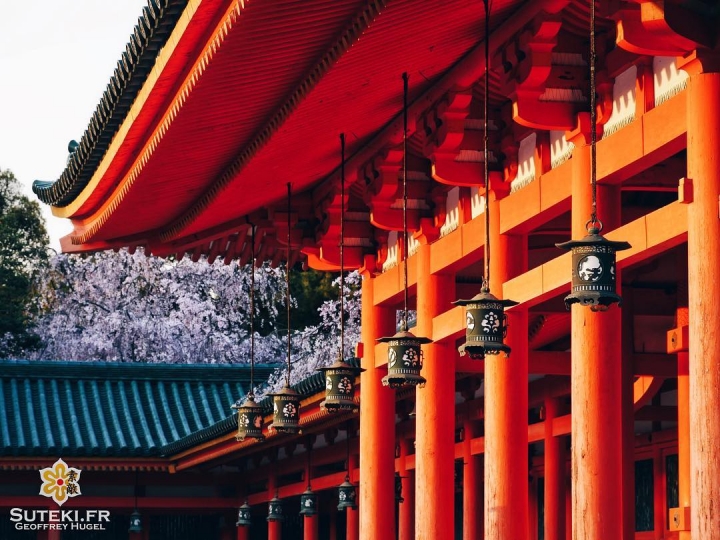 Du classique ! Des lanternes et des cerisiers ! #japon #kyoto #kyotosafari
