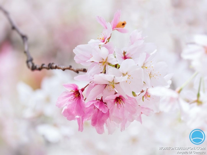 Allez encore une, rose et blanche cette fois-ci #sakura #osakasafari