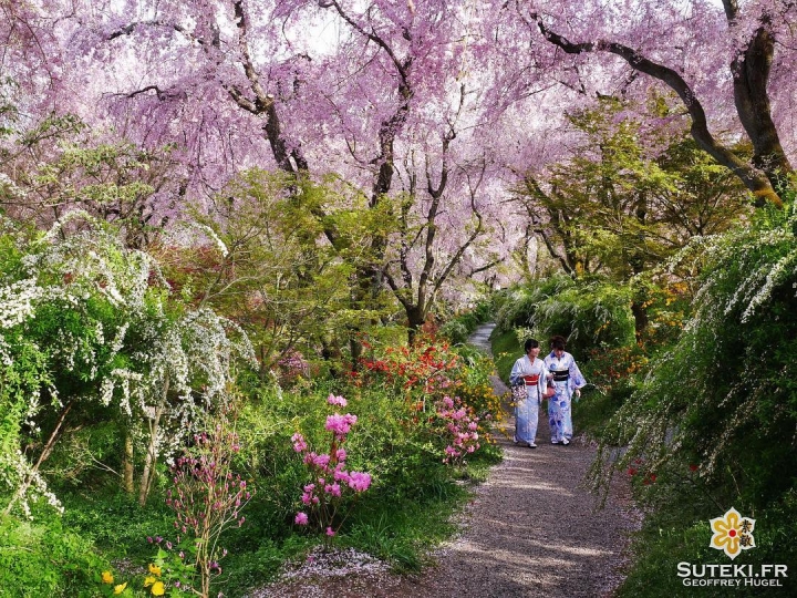 Tengoku #japon #kyoto #kyotosafari