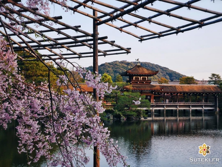 On prolonge le plaisir de voir des photos de cerisiers #japon #kyoto #kyotosafari