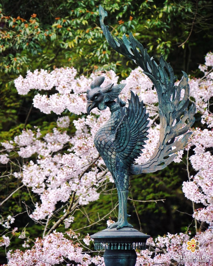 Le plus beau phénix de Kyoto ? #japon #kyoto #kyotosafari