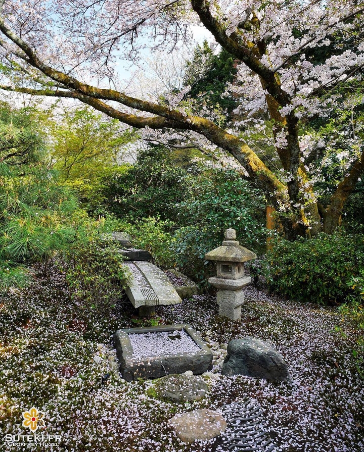 Les cerisiers soignent leur sortie #japon #kyoto #kyotosafari