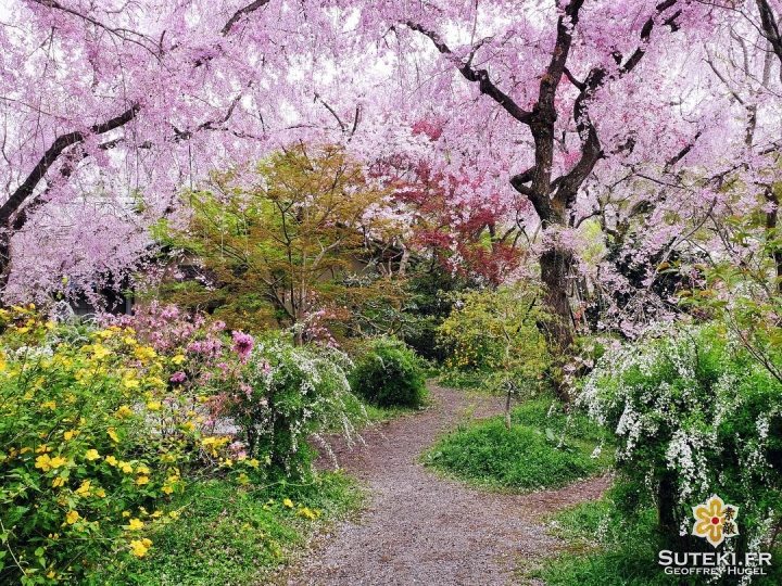 Le plein de couleurs #japon #kyoto #kyotosafari