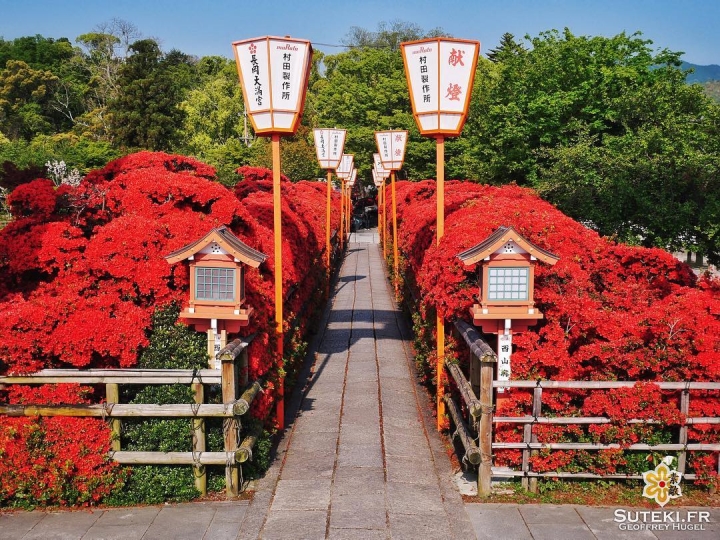 Finis les cerisiers, on passe à autre chose ! #japon #kyoto #kyotosafari