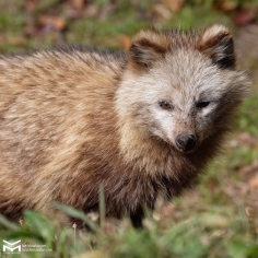 Un tanuki tout mimi.