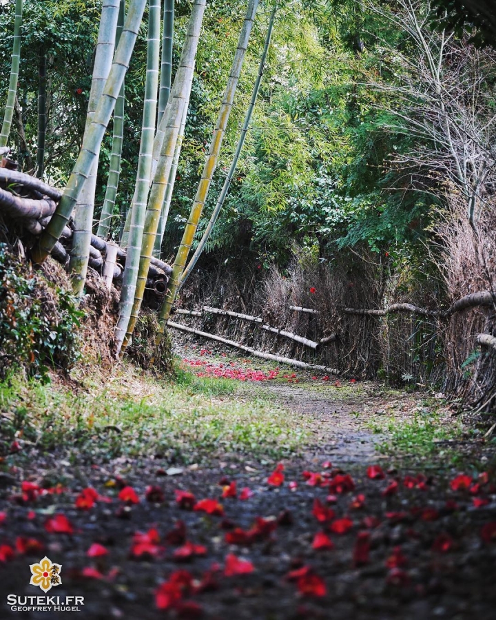 Quand la couleur s’invite parmi les bambous #japon #kyoto