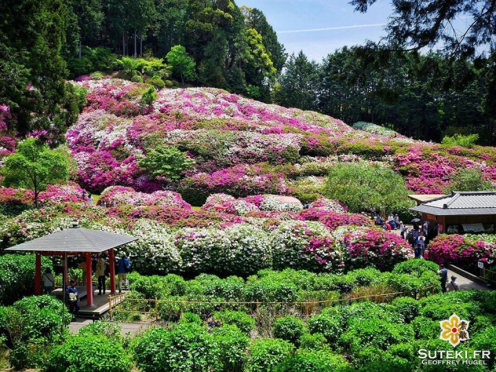 Le mur d’azalées #japon #kyoto #kyotosafari