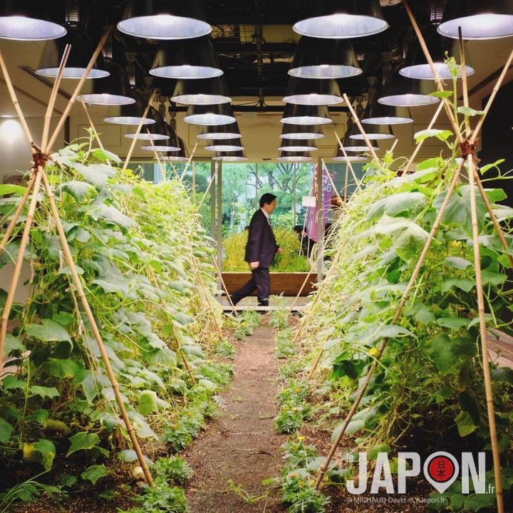 Tokyo est mon jardin ! Je commence avec l’entreprise PASONA pour une petite série bien verte cette semaine. Enjoy ! 😉 #tokyosafari