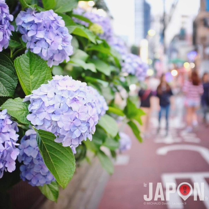 Magnifiques hortensia de Juin dans le quartier de Shinjuku ! Saison des pluies sans pluie… 🌧🙅🏻 #Tokyo #tokyosafari