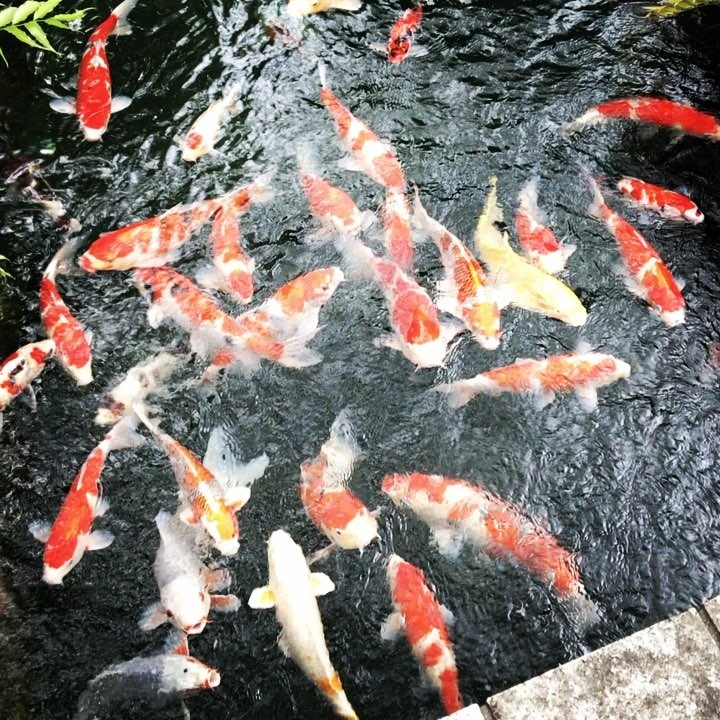 Les koï (carpes) du temple Sensoji à Asakusa 😘 #koï #magickarp #asakusa #sensoji #Tokyo