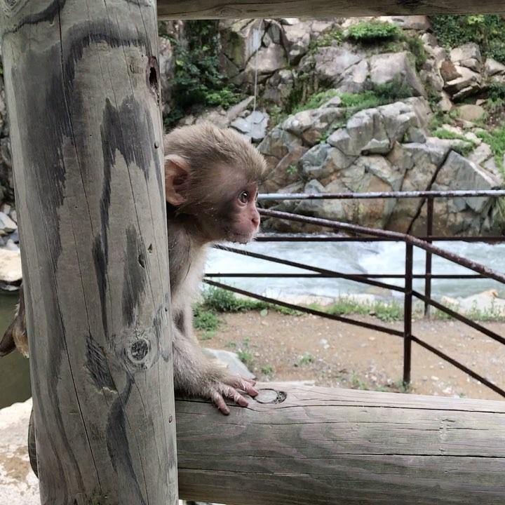 Bébé singe à Jigokudani à côté de Nagano 🐒😱😍 #Nagano #Jigokudani #SnowMonkey #Japon #Japan