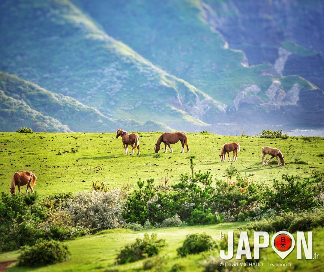 Les chevaux sauvages de Nishinoshima ! 🐴🐴🐴😍 #SaninAdventure #Nishinoshima
